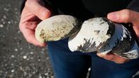 Golfstrom - Der große Fluss im Meer – Islandmuscheln können über 600 Jahre alt werden und geben Aufschluss über das Klima der letzten Jahrhunderte.