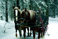 Der Schwarzwald – Schlittenfahrt durch verschneite Winterlandschaft