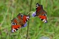 Netz Natur – Wo sind sie geblieben: Zwei Tagpfauenaugen auf Nektarsuche. Warum sind sie so selten geworden? Copyright: SRF
