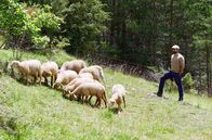 Kleines Land ganz groß – Sergi Riba Porras züchtet in seiner Freizeit Schafe, um die mehrhundertjährige Tradition seiner Bergbauernfamilie zu bewahren.
