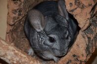 Anna und die Haustiere – Chinchillas sind nachtaktive Nagetiere. Tagsüber liegen sie in Verstecken.