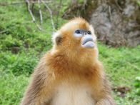 Chinas wilde Königreiche – SHENNONGJIA NATIONAL NATURE RESERVE, CHINA - Sub-adult sits and looks.
