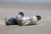 GEO Reportage: Notruf Nordseeküste - Die Robben-Retter – Jedes Jahr im Frühsommer werden auf den Sandbänken und an den Stränden der Nordsee Tausende Seehundbabys geboren.
