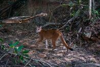 Unser grüner Planet – Viele Wildtiere wie Pumas sind zurückgekehrt, nachdem auf einer ehemaligen Farm in Brasilien wieder Wald wachsen durfte.