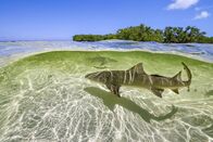 Ein perfekter Planet – Zitronenhaie bringen ihre Nachkommen vor Bimini/Bahamas im seichten Wasser zur Welt, damit diese in den überschwemmten Mangrovenwäldern vor Großfischen in Sicherheit sind.