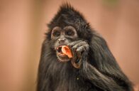 Zoo und so - Tierisch wild! – monkey