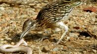 Das Wüstenparadies – Der Wegekuckuck, auch in Deutschland eher unter seinem amerikanischen Namen Roadrunner bekannt, jagt und erlegt sogar Giftschlangen.