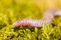 Helden der Evolution – Maurische Netzwühle.