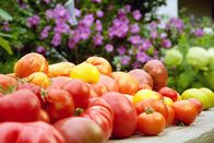 Zu Tisch ... – Bunte Vielfalt und paradiesisch frisch: Die Tomatenernte eines Sommertages aus dem Garten Hofmann in Südburgenland.