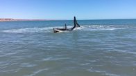 Invasion der Haie – Ein verletzter Weißer Hai, der sich im seichten Wasser der Sea of Cortez in Mexiko herumtreibt. (Red Rock International/Dale Pearson)