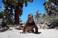 Galapagos – Eine Meerechse am Strand auf dem Weg ins Wasser