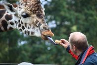 Jurassic C.S.I. – LIVERPOOL, UK: Dr. Phillip Lars Manning feeds a giraffe at Knowsley Safari Park, illustrating the length of its neck.