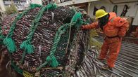 Superschiffe – Etwa 95 Prozent der von der "Northern Eagle"-Crew gefangenen Fische sind Pazifischer Pollack. Obwohl er zu der Familie der Dorsche gehört, wird er unter dem Handelsnamen "Alaska Seelachs" verkauft.