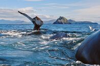 Irlands wilde Inseln – Giganten der Meere: Buckelwale vor der Küste Irlands