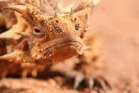 Tierisch abgefahren – Dornteufel oder Moloch, eine Art der Agame.