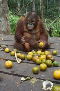 Orangutan Jungle School - Kindergarten mal anders – Fr, 29.07., 02:15 Uhr