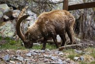 Bergwelten – Alpensteinbock