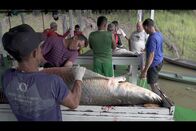 GEO Reportage – Die größten Exemplare des Arapaima sind bis zu drei Meter lang und 200 Kilogramm schwer.