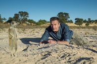 Faszination Erde – Erdmännchen sind die "Superstars" der trockenen Kalahari. Die Tiere sind nicht nur besonders putzig, ihr komplexes Leben im Clan und ihre außergewöhnliche Kommunikation gibt Forschern noch immer Rätsel auf.