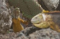 Wilde Inseln – Bis zu einem Meter lang und dreizehn Kilo schwer wird der Drusenkopf auf Galapagos.