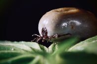 Parasiten packen aus – Täuschen, stehlen, manipulieren, töten – etwa drei Viertel aller bekannten Tierarten leben parasitisch.