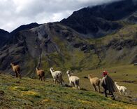 GEO Reportage – Die Alpakas sind die Lebensgrundlage der Q'eros in den peruanischen Anden, ihre Wolle häufig die einzige Einkommensquelle. Jeden Morgen treibt Christobal die Tiere in die Berge.