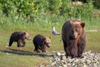 Mythos Amur – Eine Braunbärin mit ihren Jungen. Wenn die Lachse den Amur hinaufziehen, führt die Bärenmutter ihre Jungen zum Fluss.