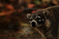Wildes Mexiko – Sian Kaan Reserve, Mexiko - Nasenbären leben gerne in den Mangroven.
