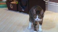 Der Katzenflüsterer – Farnsworth the cat.