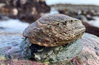 Zu Tisch ... – Ormers, Seeohren, sind eine Spezialität der Küche auf Guernsey: Die Schnecken leben an Felsen und Steinen im Meerwasser und werden von Januar bis April unter strenger Kontrolle der lokalen Fischereibehörde gesammelt.