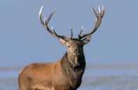 Wilde Ostsee – Die Ostsee ist das jüngste Meer der Erde und erst nach der letzten Eiszeit entstanden. Es scheint so vertraut, bietet aber viele Überraschungen. Wind und Wellen formen bis heute die Ufer der Ostsee. Die erste Folge führt von Dänemarks Nordspitze, über die Halbinsel Darß und die Kurische Nehrung bis zu den endlosen Stränden Lettlands. - Foto: Rothirsch.