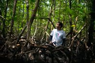 Expedition Amazonas – National Geographic Explorer Angelo Bernadino arbeitet in einem Mangrovenwald an der Mündung des Amazonas. (Kredit: National Geographic/Ana Caroline de Lima)