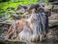 Animal Fight Club – The name Markhor is believed to mean snake horn. Their horns can grow over 5 feet long. Curved to prevent them from snapping as he charges.