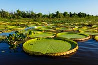 Unser grüner Planet – Die Blätter der Riesenseerose können einen Durchmesser von mehr als zwei Metern erreichen.