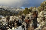 Tasmaniens wundersame Tierwelt – Die Richea pandanifolia ist für ihr einzigartiges, palmenähnliches Aussehen bekannt, das in der subalpinen Umgebung Tasmaniens besonders markant ist.