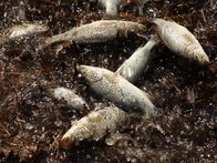 Geheimakte Wildnis – Reconstruction of the fish raining down.