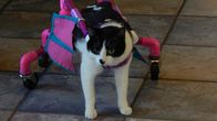 Der Katzenflüsterer – Ziggy in a cart on the tile floor.