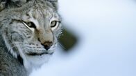 Wildes Russland – Eurasischer Luchs