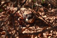 Wildes Mexiko – Sonora, MX - Der Hauptfeind der Gambells-Wachtel ist das Gila-Monster, das regelmäßig die Nester der Wachteln überfällt, um deren Eier zu holen.