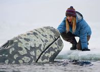 Der Ruf der Wale – Wal in Gefahr: Drew Berrymore als Rachel Kramer