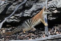 Mini-Monster - Australiens flauschige Räuber – Woran erkennt man einen Numbat? Gestreiftes Fell am Rumpf, Punkte weiter vorne, mit einem Schwanz wie eine Feder: Auf jeden Fall eines der auffälligsten räuberischen Beuteltiere.