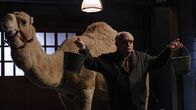 The Blacklist – Teddy Brimley (Teddy Coluca)