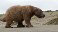 Giganten der Urzeit – So groß wie ein Elefant: das riesige, ausgestorbene Urzeit-Faultier Megatherium.