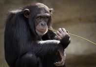 Crazy Clips – Chimpanzee