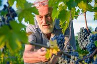 Köstliche Toskana – Brunello-Winzer Marino Colleoni und seine Trauben, Montalcino