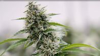 Eco – Cannabisblüte. Die Legalisierung von Cannabis wird in Österreich noch diskutiert.