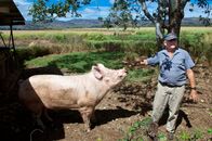 Tierische Eroberer – Cairns, Australia: A domesticated pig at a pig farm.