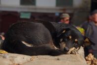 Der Hund - Des Menschen bester Freund – Der Hund - Des Menschen bester Freund (2016)