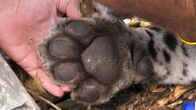Der Jaguar - Herrscher des Dschungels – A jaguar paw.