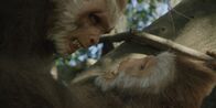 Terra X: Die ersten Menschen – Arbeitet eine Art eher im Team oder ist die Konkurrenz untereinander groß? Die Eckzähne der Männchen kommen vorwiegend im Kampf gegen Rivalen zum Einsatz. Ihre Größe gibt einen Hinweis darauf, wie kooperativ eine Art lebt. Der Pierolapithecus war seinen Eckzähnen zufolge eher ein Teamplayer.